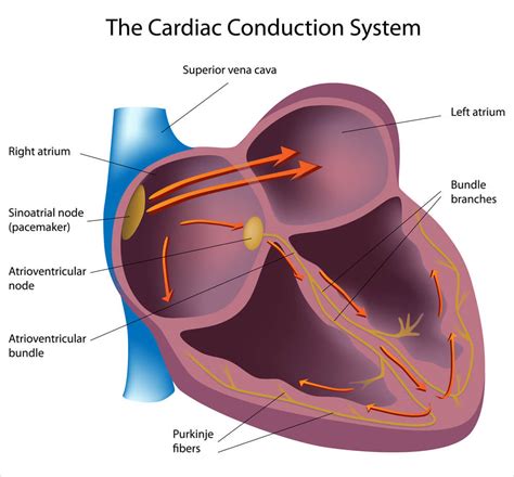 Junctional Rhythm - The Definitive Guide | Biology Dictionary