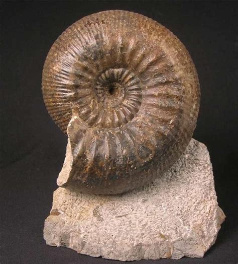 Dorset fossil | Ammonite, Fossil, Fossils