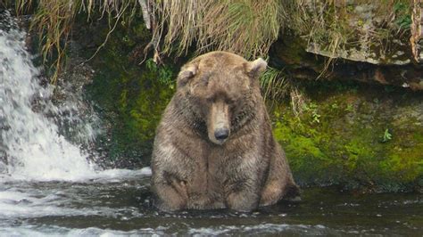 Fat bear champ is still gobbling fish and getting fatter | Mashable