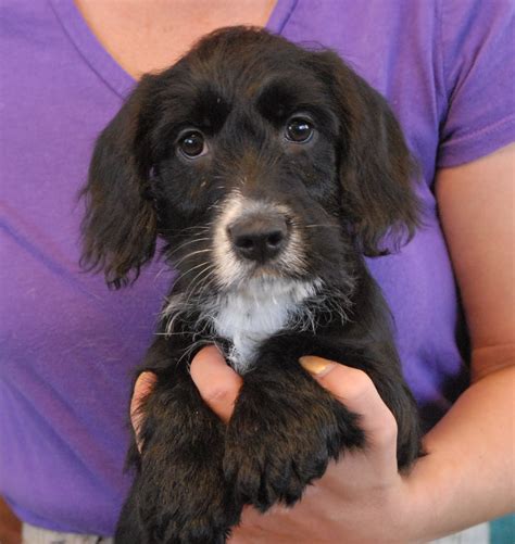 We are Cocker Spaniel & Scottish Terrier mix puppies now ready for adoption into loving, forever ...