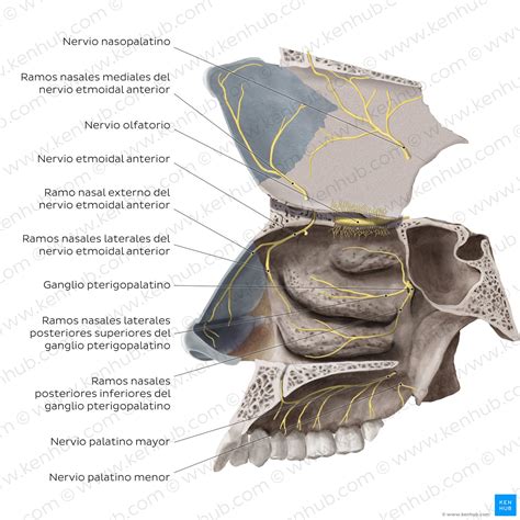 Nariz y fosas nasales: Anatomía, partes, irrigación | Kenhub