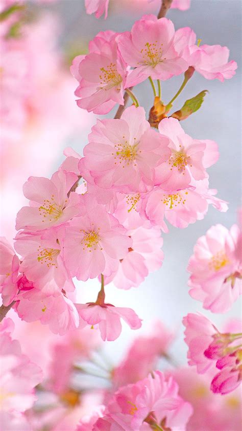 Cherry Blossom Android Wallpapers - Wallpaper Cave