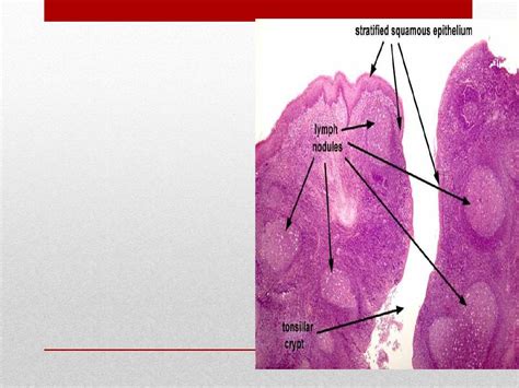 Histology Of Tonsils pdf - Dr. Elham Majed - Muhadharaty