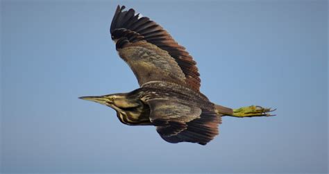 AMERICAN BITTERN – Nature Travel Birding