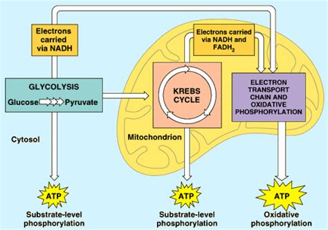 How does aerobic respiration release energy from glucose? | Socratic