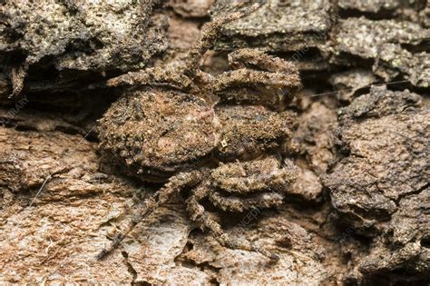 Crab Spider Camouflage - Stock Image - C013/8013 - Science Photo Library