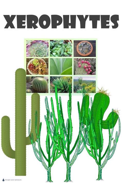 Xerophytes - plants with extremely low water requirements | Plants, Desert plants, Low water plants