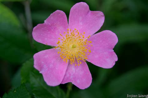 Iowa State Flower | Wild Rose