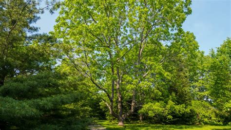 Eastern Black Walnut - Self-Guided Walking Tours - University of Maine