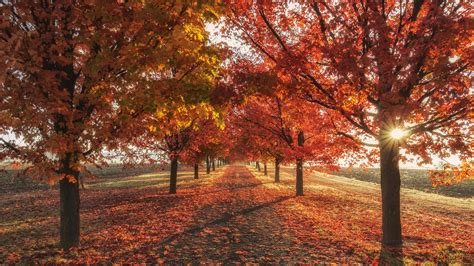 2048x1152 Autumn Fall Season Trees 4k Wallpaper,2048x1152 Resolution HD ...