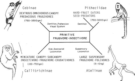 Evolutionary Morphology, Platyrrhine Evolution, and Systematics - Rosenberger - 2011 - The ...