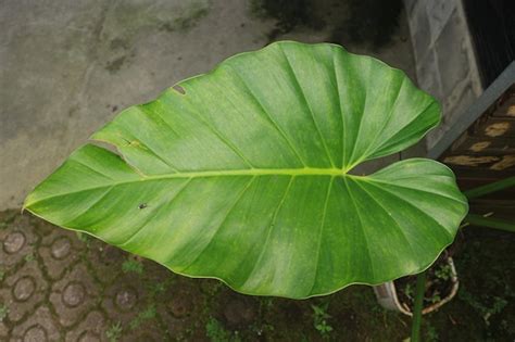 Premium Photo | Tropical leaves. Giant taro leaves. Close up Elephant ...