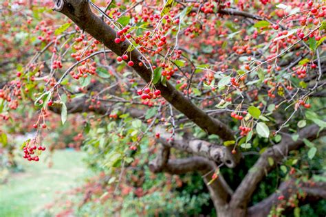 How to Grow Flowering Crabapple Trees