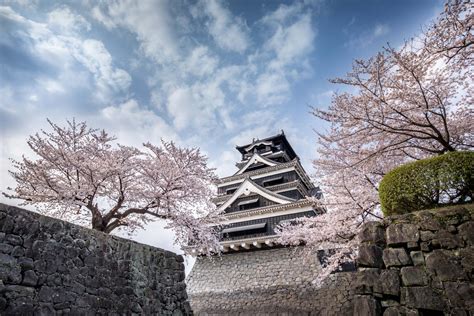 Kumamoto Castle Cherry Blossoms | The Official Kumamoto Prefecture ...