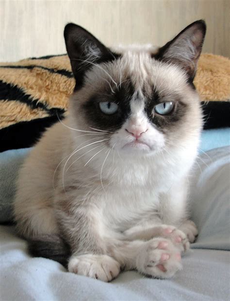 What Breed Is Grumpy Cat? – CatsInfo