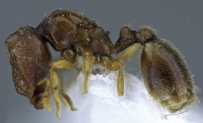 Two New Species of Door Head Ants Found in Kenya and the Ivory Coast