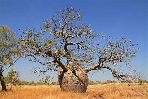 Island | Australian trees, Australian plants, Desert trees