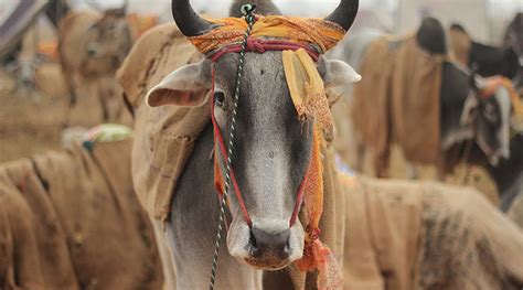 Cow becomes national animal of Nepal | The Indian Express