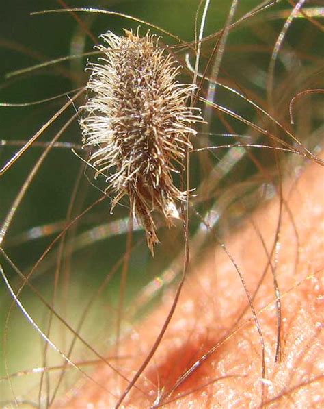 Beggar's Lice, MYOSOTIS DISCOLOR