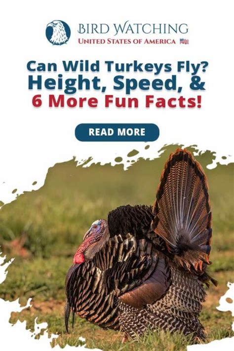 Can Wild Turkeys Fly? Height, Speed, and 6 More Fun Facts!