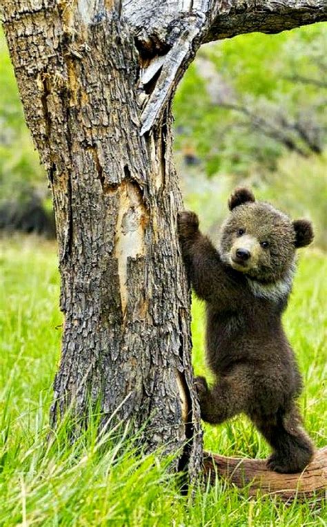 Watch me climb this tree mommy Cute Creatures, Beautiful Creatures, Animals Beautiful, Grizzly ...