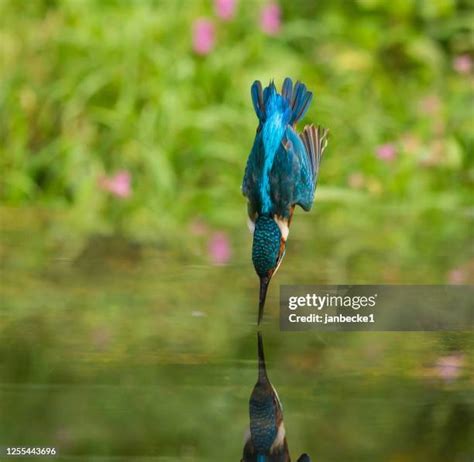 613 Kingfisher Diving Into Water Stock Photos, High-Res Pictures, and Images - Getty Images