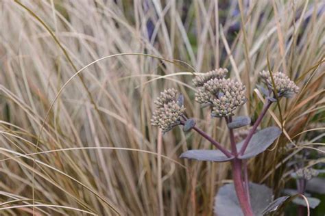 Carex testacea - BBC Gardeners World Magazine