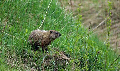 Groundhog Removal, Trapping Greater Baltimore Area