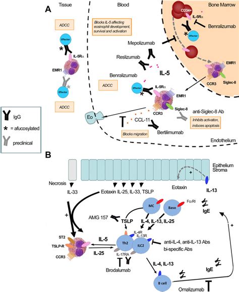 Mechanism of action of biologic therapies for treatment of EAD. Agents ...