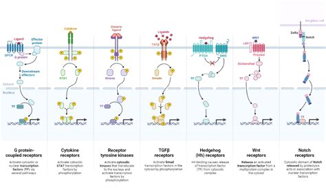 Overview of Major Classes of Cell Surface Receptors | BioRender Science ...