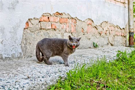 Rabies - What You Need To Know To Protect Your Cat - TheCatSite