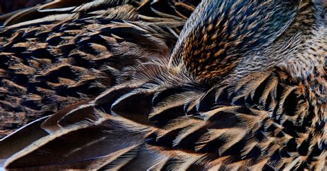 2011PHOTOBLOG: Mallard feathers