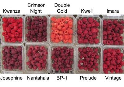 2017 fall-fruiting raspberry varieties reviewed - Fruit Growers News