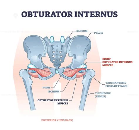 Obturator internus muscle with externus location near pelvis outline ...