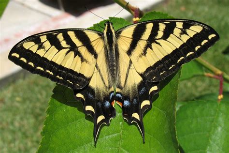 Yellow Tiger Swallowtail butterfly. | Flickr - Photo Sharing!