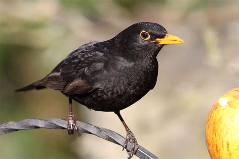 British Garden Birds photos and videos