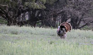 Rio Grande Turkey | Rio Grande Tom Turkey at www.buckvalley.… | Flickr