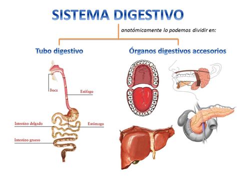 FISIOLOGÍA HUMANA: Sistema digestivo