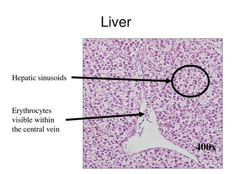 PPT - Histology PowerPoint Presentation, free download - ID:6669347