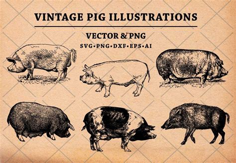 Pig SVG Vintage Pig Drawing Hand Drawn Pig Illustration - Etsy Australia