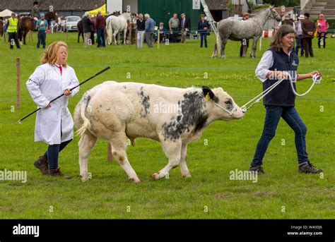 Belgian blue cattle hi-res stock photography and images - Alamy