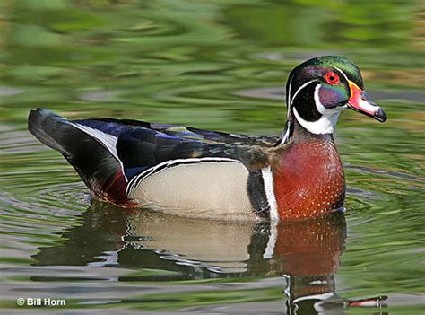 Ohio Ducks – 10 Most Common Species (That You Can See)