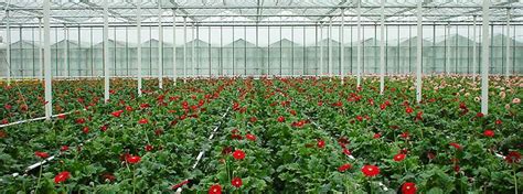 Commercial Greenhouse Heating Systems | GGS Structures