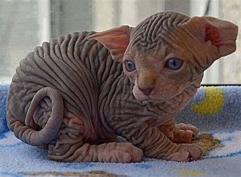 15 Ugliest Cats Of All Time That Will Make You Thankful For Yours