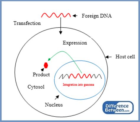 Difference Between Transient and Stable Transfection | Compare the ...