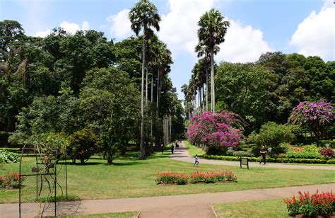 Royal Botanical Gardens, Peradeniya, (Kandy) Sri Lanka, Au… | Flickr