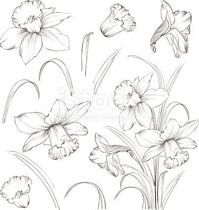Set of line drawing narcissus. Daffodils blossom bundle. Black... | Flower drawing, Flower ...