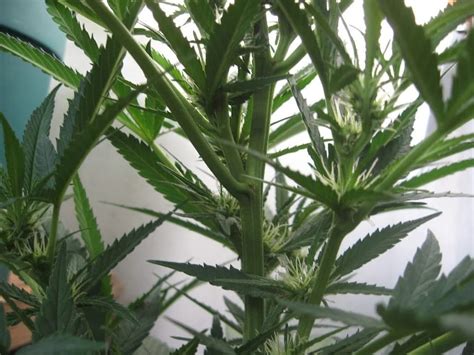 Flowering stage in Cannabis plants: a guide for beginners