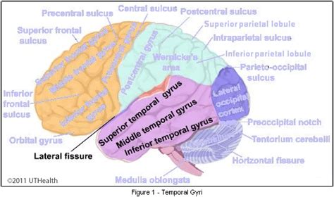 Temporal Lobe and Pathology