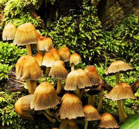 Where To start With Psilocybin Mushroom Spores For Sale? – Gnosis Unveiled